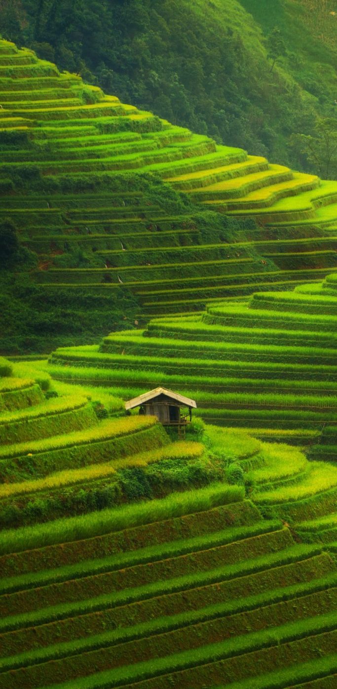 Champs en terrasses verdoyantes avec une petite cabane au milieu.